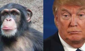 Trump Monkey