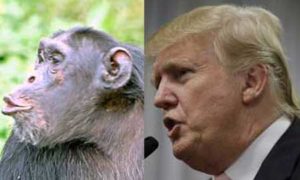 Trump Monkey