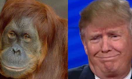 Trump Monkey