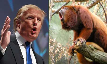 Trump Monkey