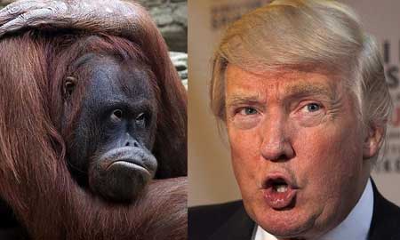 Trump Monkey