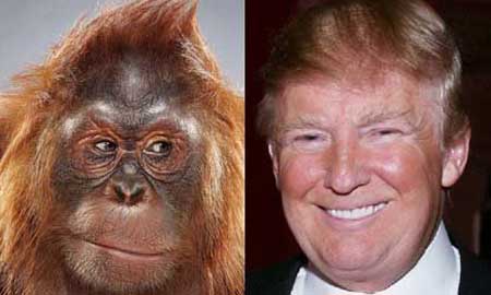 Trump Monkey