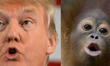 Trump Monkey